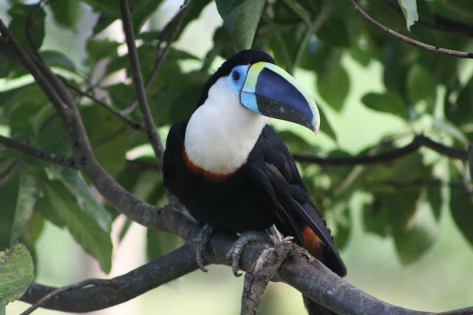 Jacamar Lodge Expeditions Iquitos Bagian luar foto