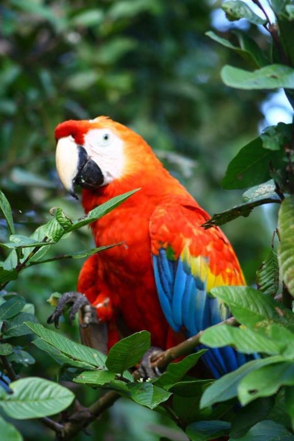 Jacamar Lodge Expeditions Iquitos Bagian luar foto