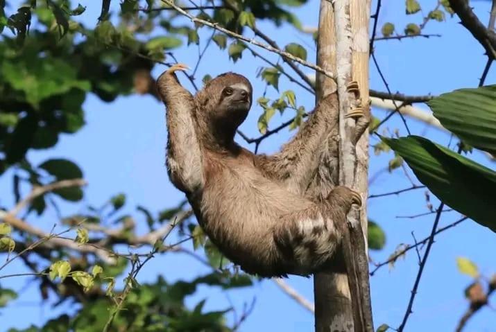 Jacamar Lodge Expeditions Iquitos Bagian luar foto